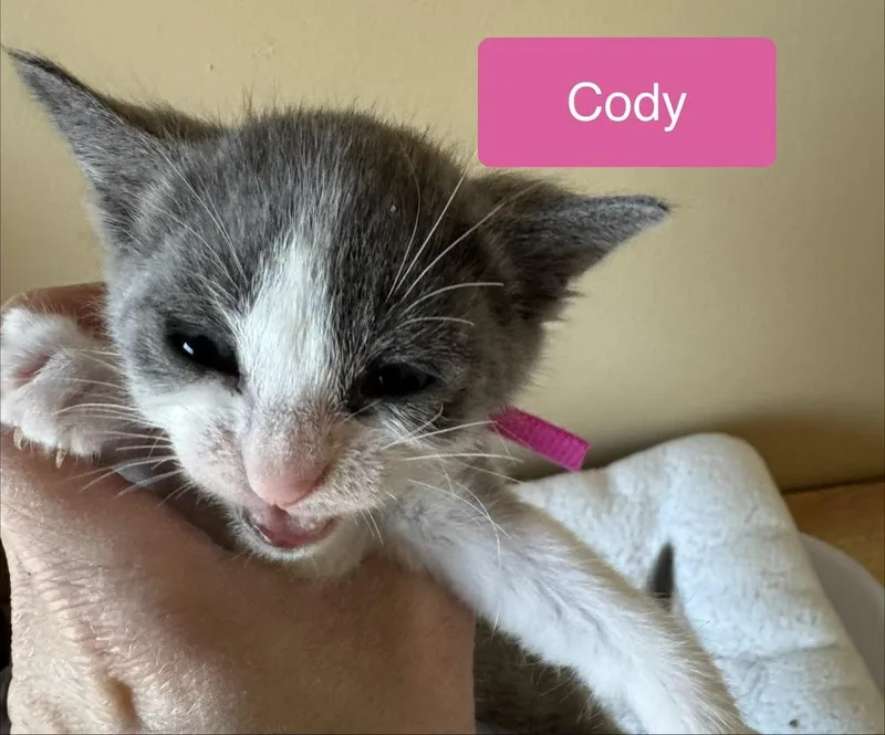 Cody