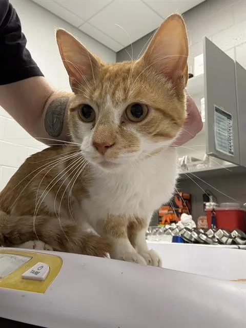 A young medium-sized male Domestic Short Hair cat named Chester for adoption in Indianapolis, IN