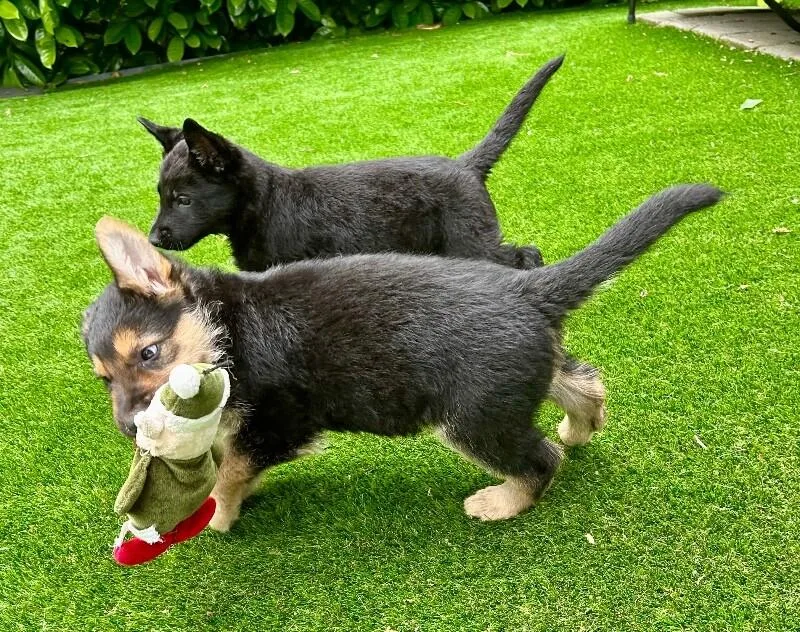A young large-sized female German Shepherd Dog dog named Onyx for adoption in Seattle, WA