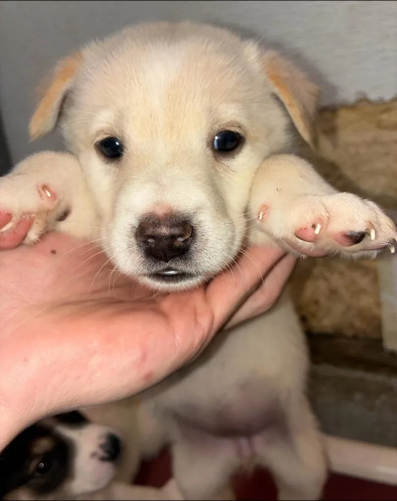 A baby medium-sized female Australian Shepherd dog named Mystique for adoption in Thompson Falls, MT