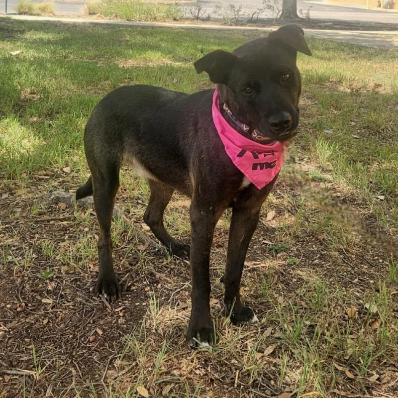 Rako Jum thumbnail 2