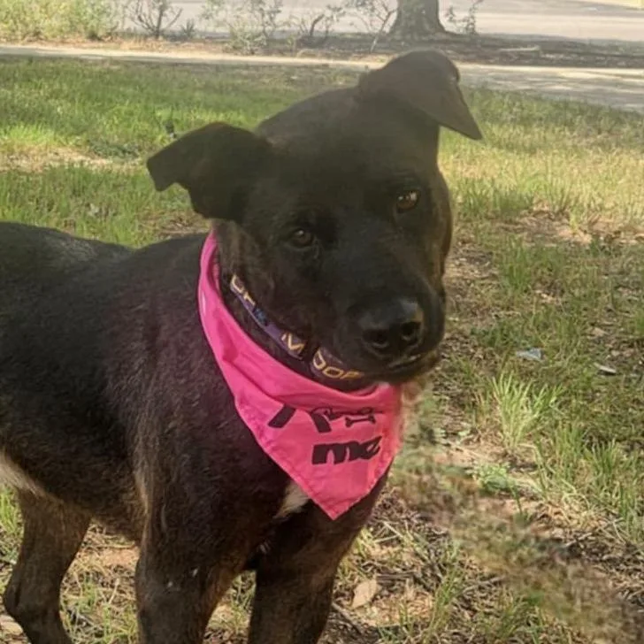 Rako Jum thumbnail 3