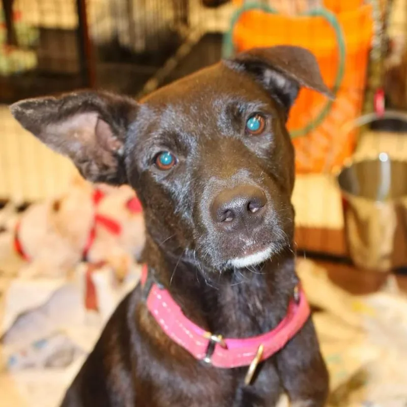 Rako Jum thumbnail 4