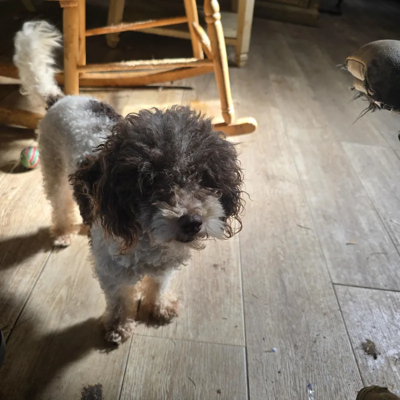 A senior small-sized male Brown / Chocolate Poodle (Toy) dog named Patches for adoption in Zaleski, OH
