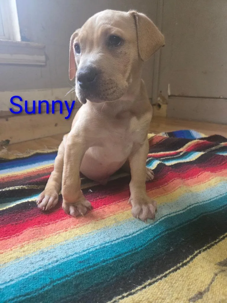 Courtesy Listing Sunny