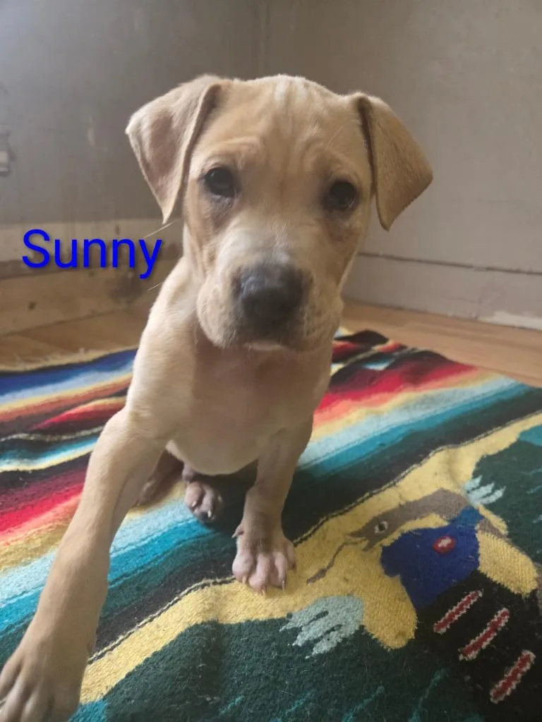 Courtesy Listing Sunny thumbnail 2