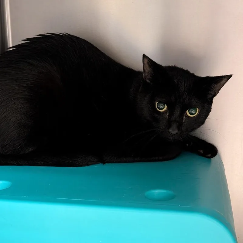 An adult large-sized male Black Domestic Short Hair cat named Bear for adoption in Titusville, FL