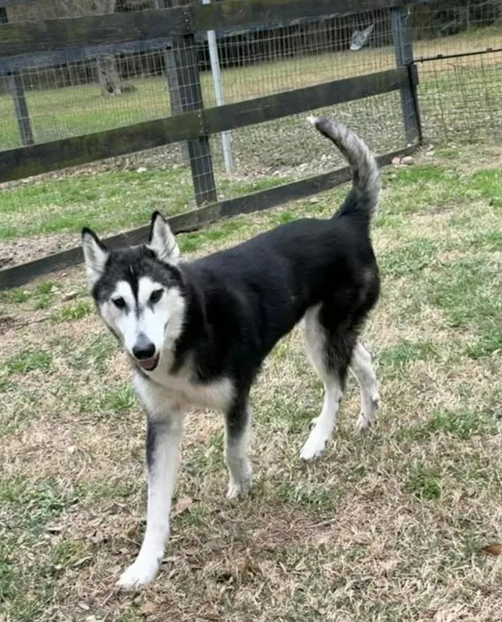 An adult medium-sized female Black Alaskan Malamute dog named Sienna for adoption in TOMBALL, TX