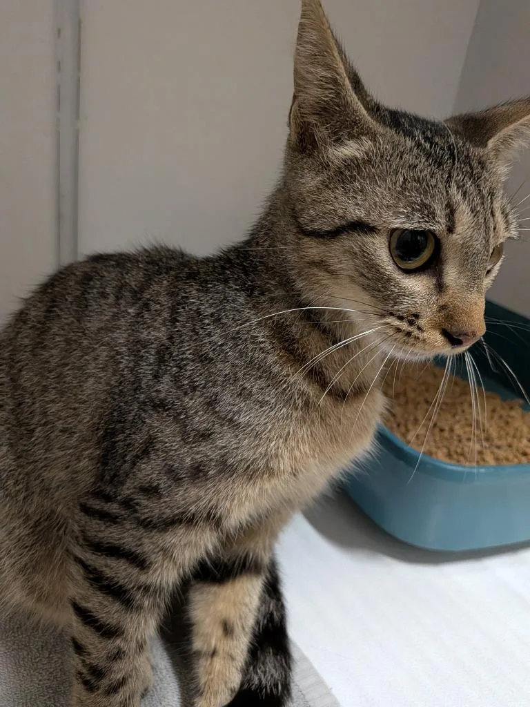 A young medium-sized female Domestic Short Hair cat named Cleocatra for adoption in Huntsville, TX