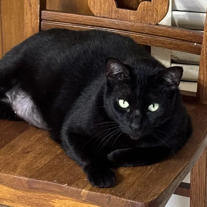 An adult large-sized male Black Domestic Short Hair cat named Pepe for adoption in Houston, TX