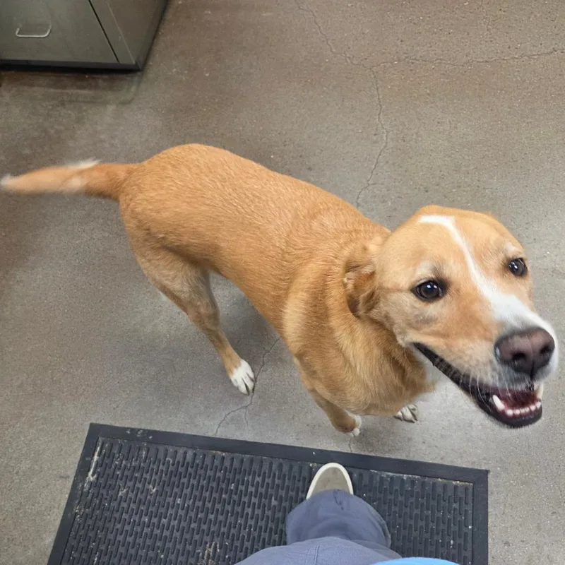An adult large-sized male Yellow / Tan / Blond / Fawn Labrador Retriever dog named Stitch for adoption in Chattanooga, TN