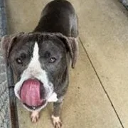 An adult large-sized male American Bully dog named Mike for adoption in New Castle, IN