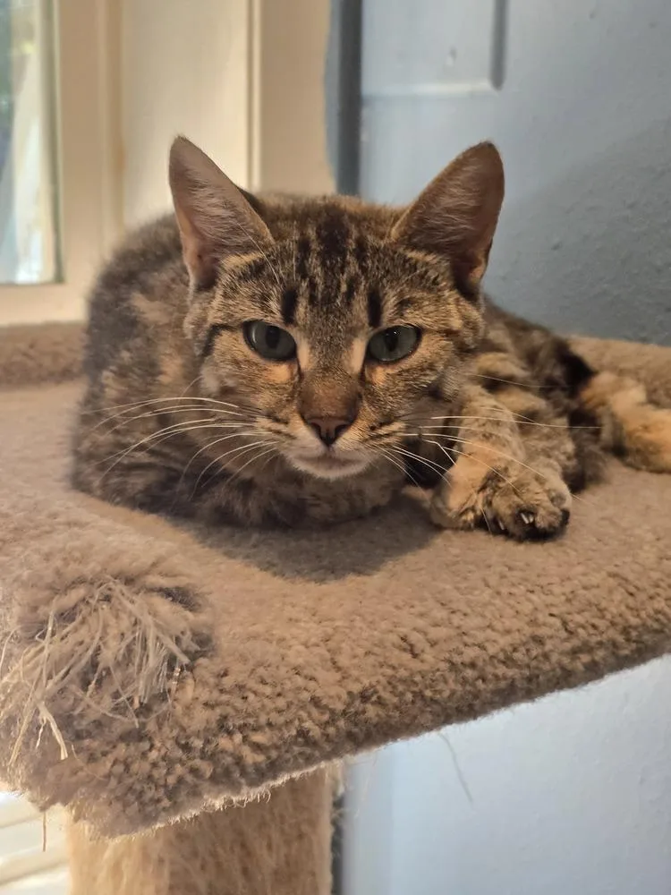 A young medium-sized female Brown / Chocolate Domestic Short Hair cat named Gia for adoption in Vancouver, WA