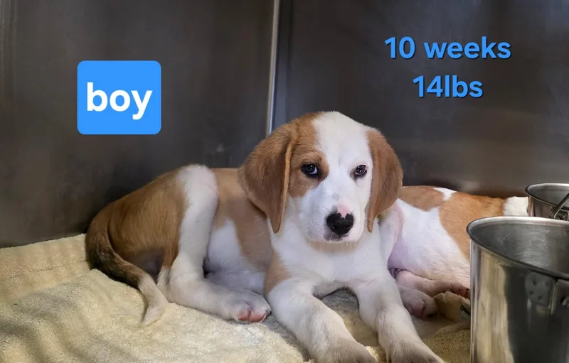 A baby medium-sized male White / Cream Hound dog named Joe for adoption in Clinton, MO