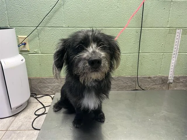 A young medium-sized male Affenpinscher dog named Fritz for adoption in Grand Prairie, TX