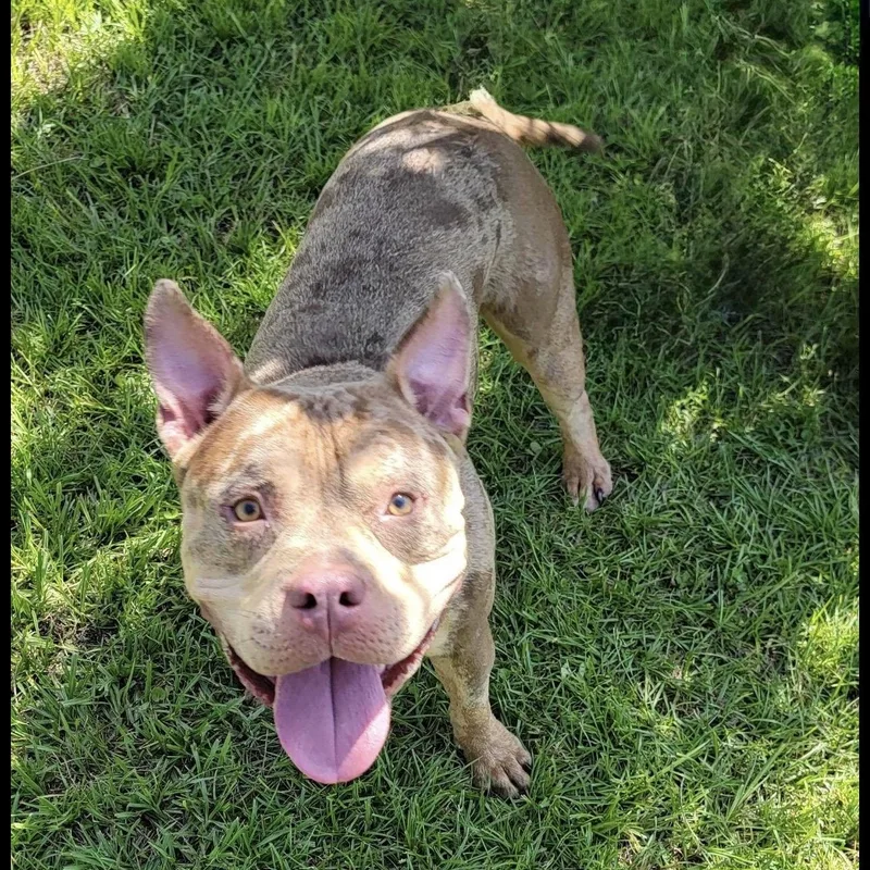 A young medium-sized male Merle (Red) Bulldog dog named Havoc for adoption in Valdosta, GA