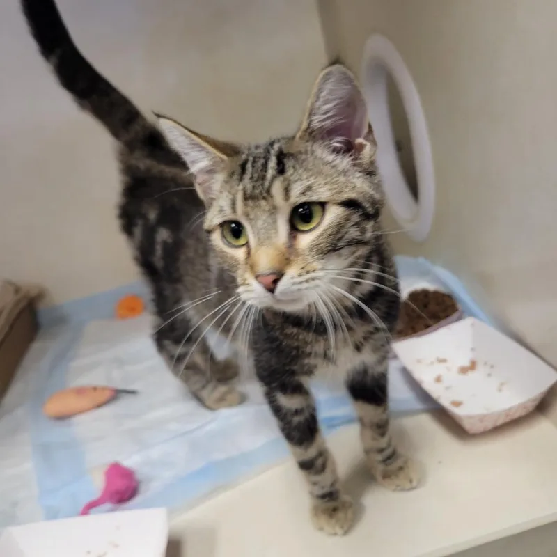 A baby medium-sized male Brown / Chocolate Domestic Short Hair cat named "love" In Other Languages for adoption in Westminster, CA