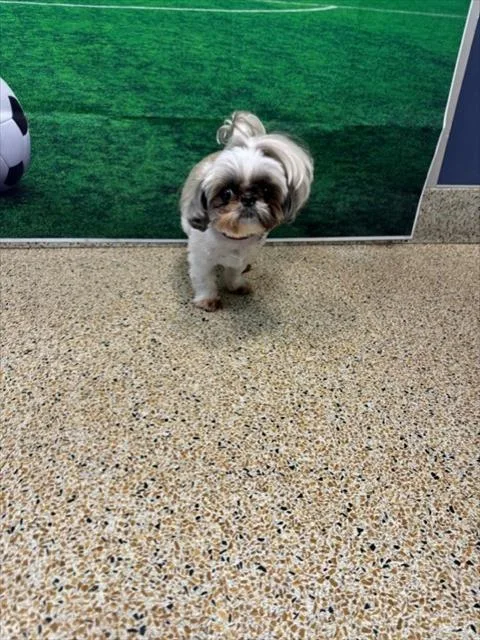 An adult small-sized female Shih Tzu dog named Lola for adoption in Miami, FL