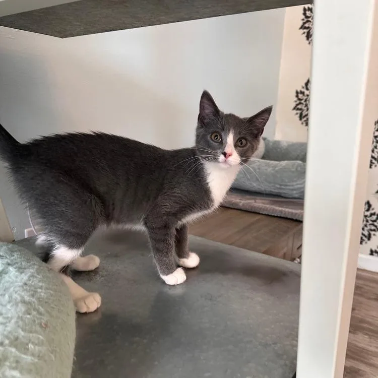 A young small-sized male Gray / Blue / Silver Domestic Short Hair cat named Mikey for adoption in Greensburg, PA