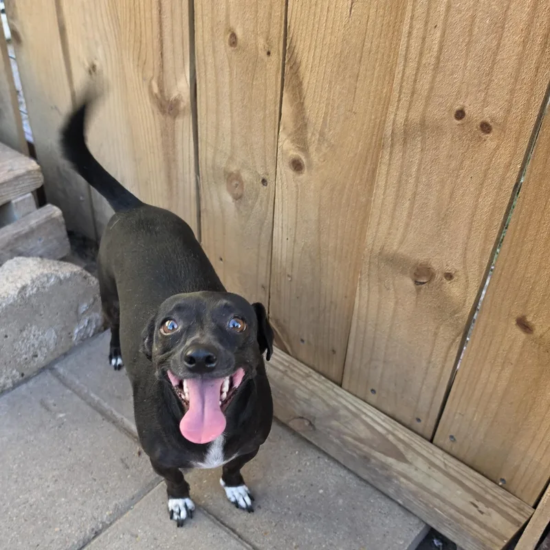 A young small-sized female Black Chihuahua dog named Lizzie for adoption in Edinburg, TX