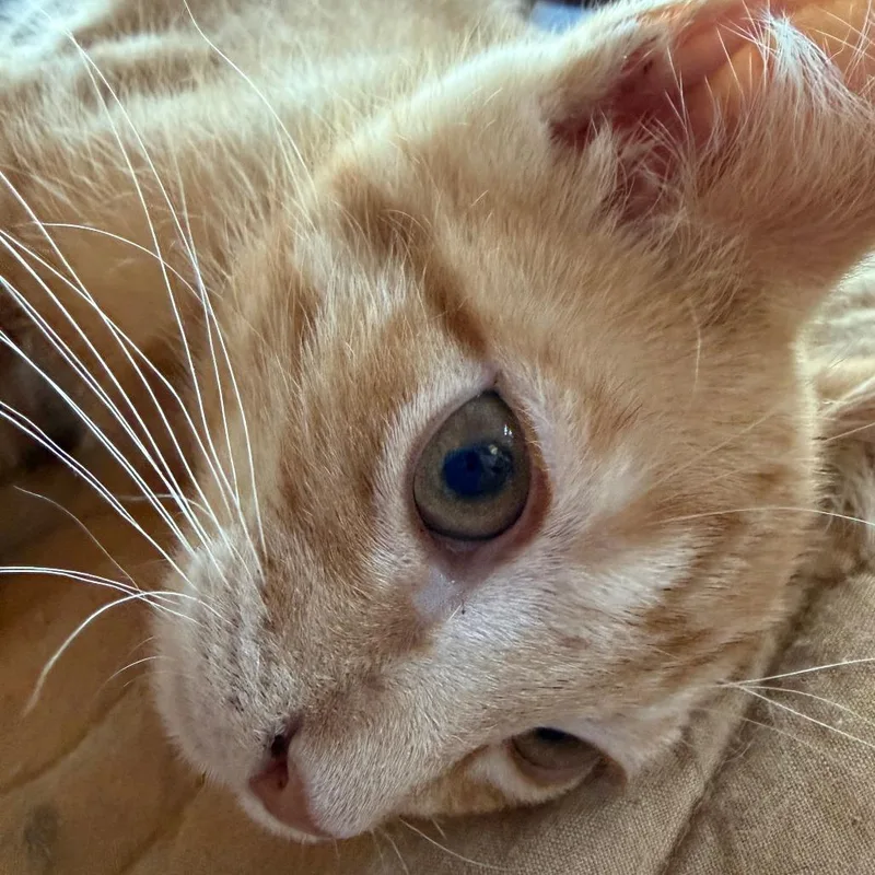 A baby small-sized male Orange / Red Domestic Short Hair cat named Bumpo for adoption in Evansville, IN