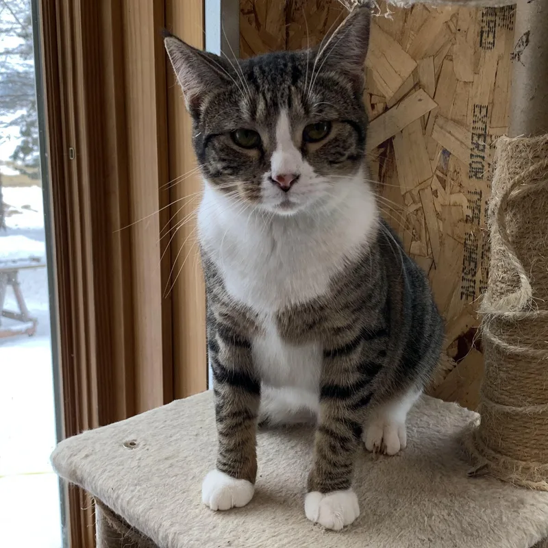 A young medium-sized female Gray & White Domestic Short Hair cat named Nutmeg for adoption in Stockholm, WI