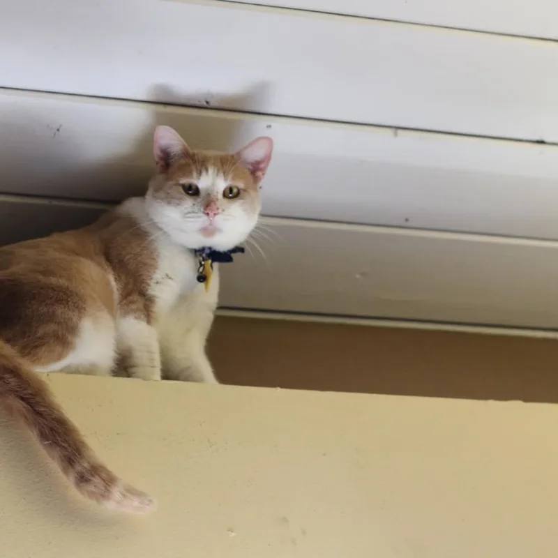 An adult small-sized male Orange / Red Domestic Short Hair cat named Milo for adoption in Long Beach, CA