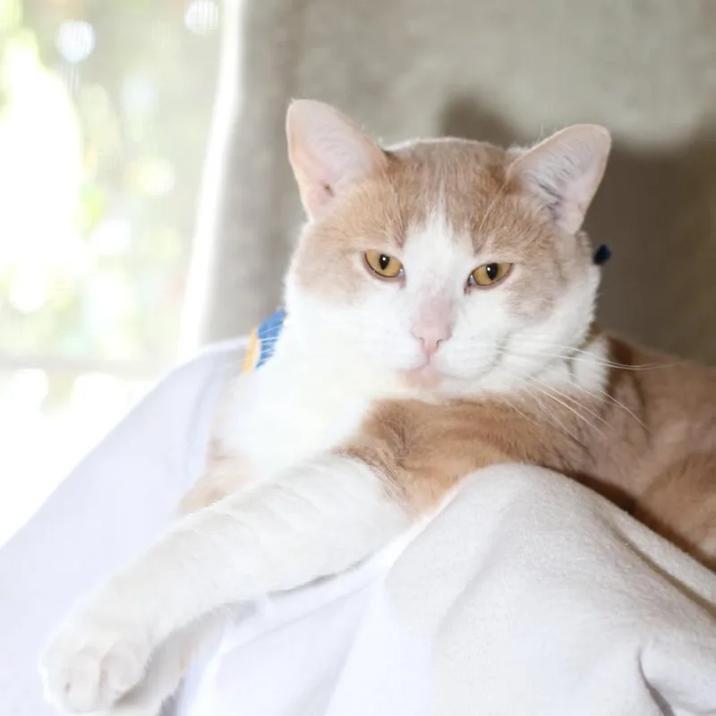 Milo thumbnail 2