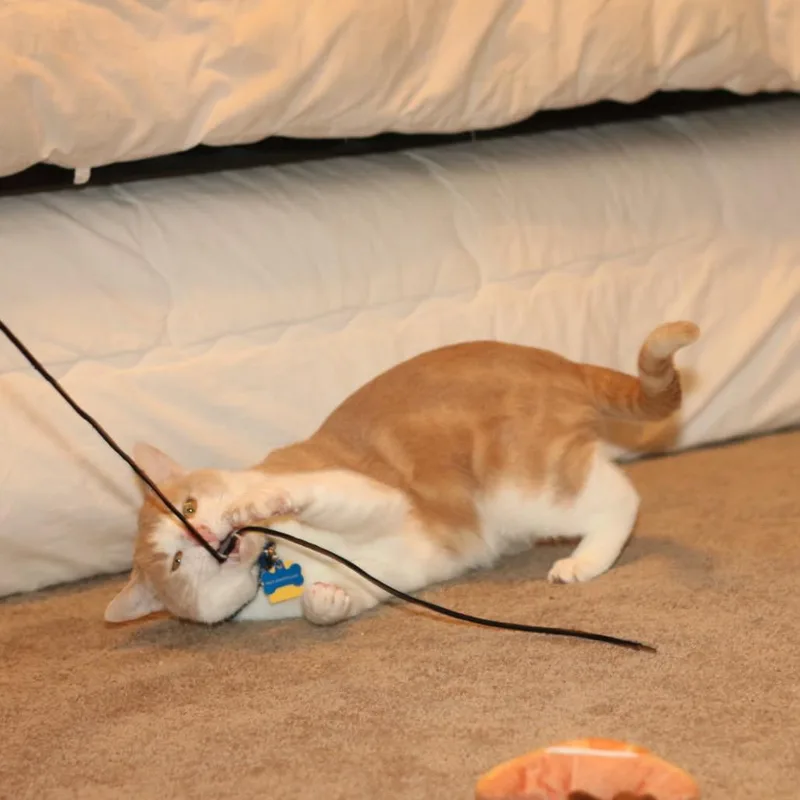 Milo thumbnail 3