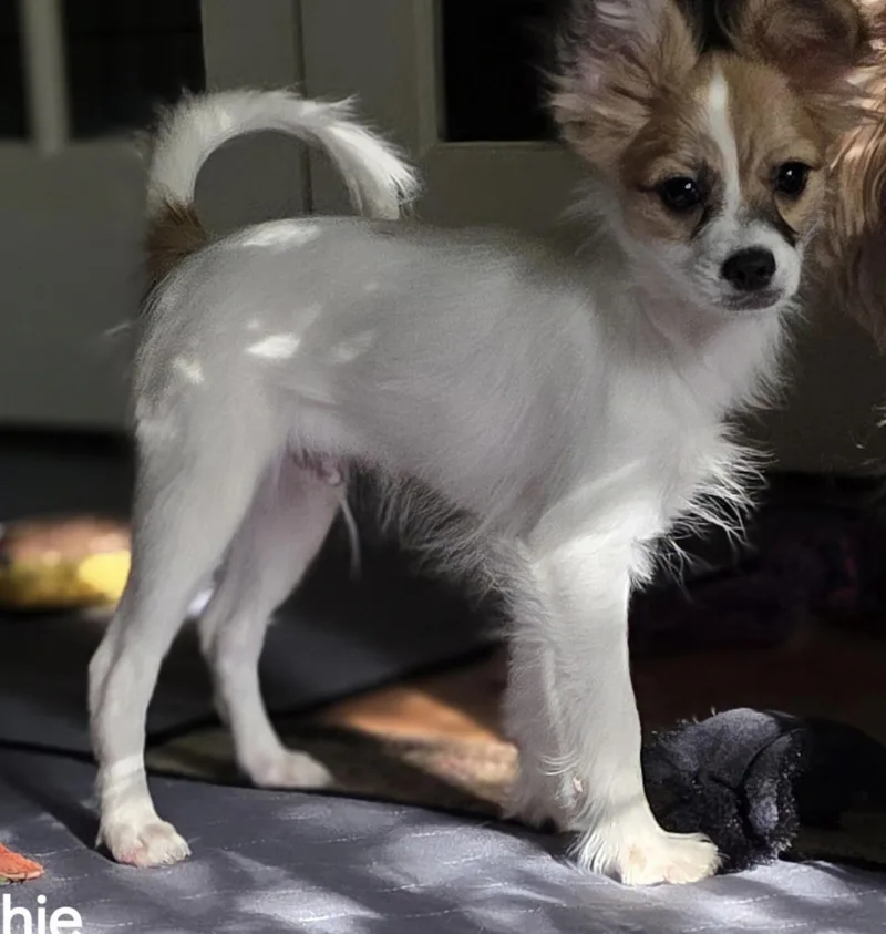 A baby small-sized male Papillon dog named Archie for adoption in Overland Park, KS