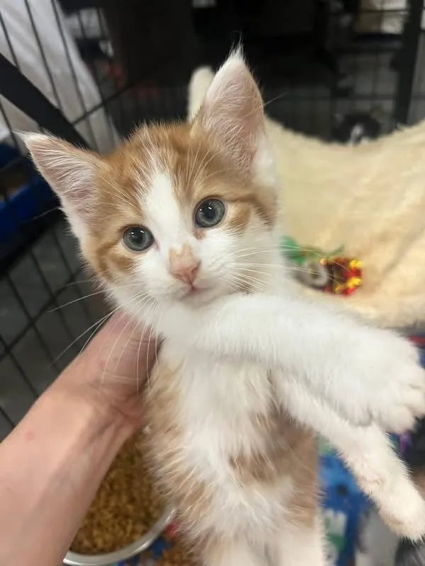 A baby medium-sized male Orange & White Domestic Short Hair cat named Cracker Jack for adoption in Old Bridge, NJ