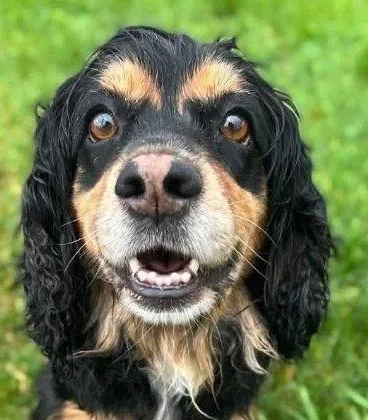 A baby small-sized female Cocker Spaniel dog named Rottie U for adoption in Parker, CO