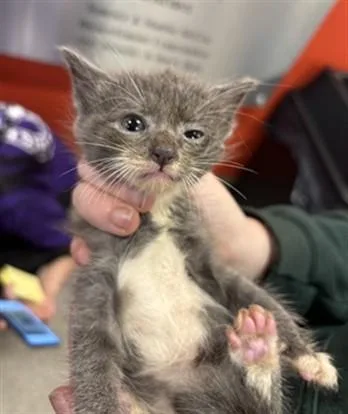 A baby small-sized male Domestic Short Hair cat named Boba Fett for adoption in Louisville, KY