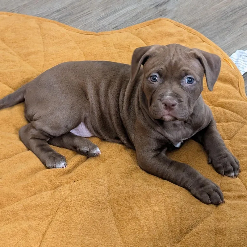 A baby small-sized female Pit Bull Terrier dog named Poppy for adoption in Portage, MI