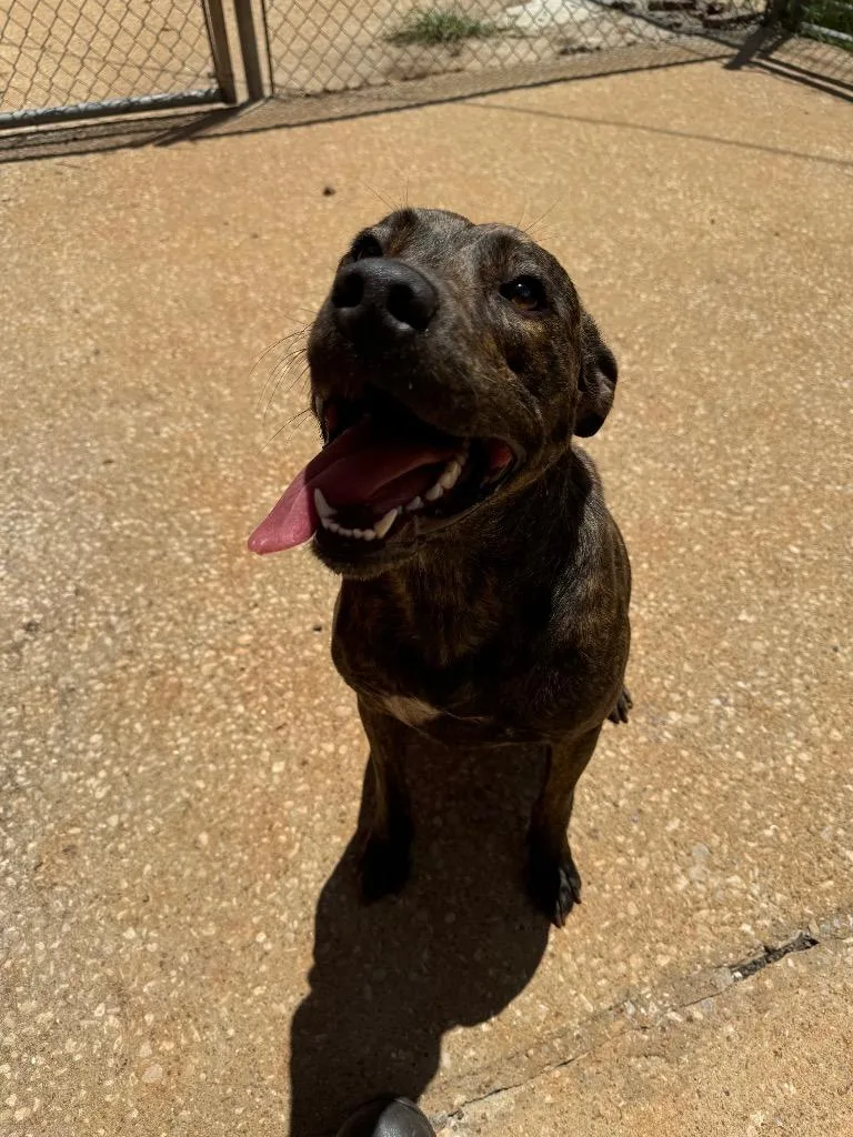 Scarlett thumbnail 2