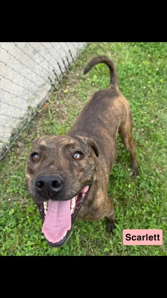 Scarlett thumbnail 3