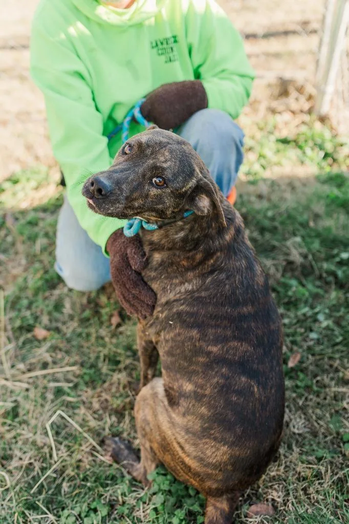 Scarlett thumbnail 4