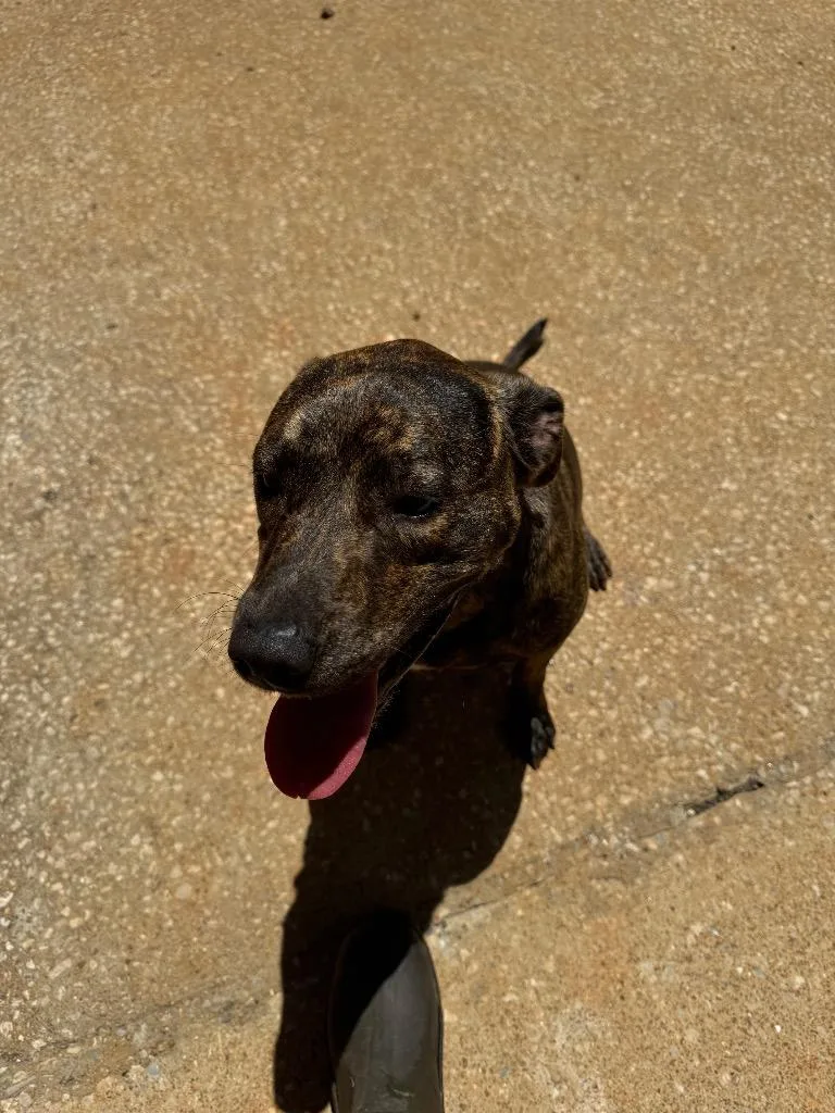 Scarlett thumbnail 5