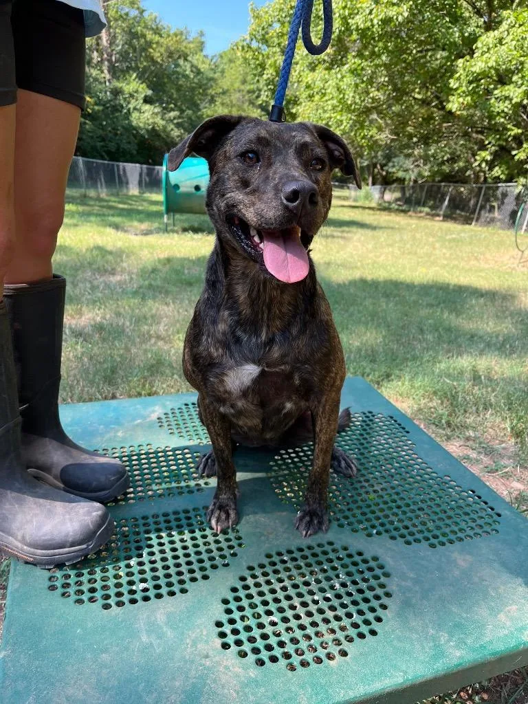 Scarlett thumbnail 6