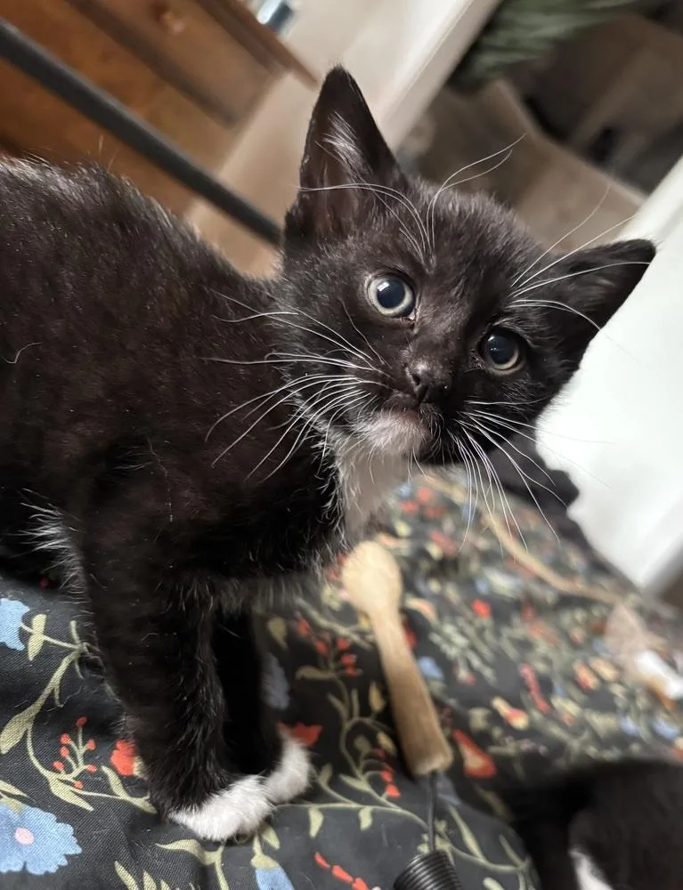 A baby small-sized female Black Domestic Short Hair cat named Tango for adoption in West Mifflin, PA