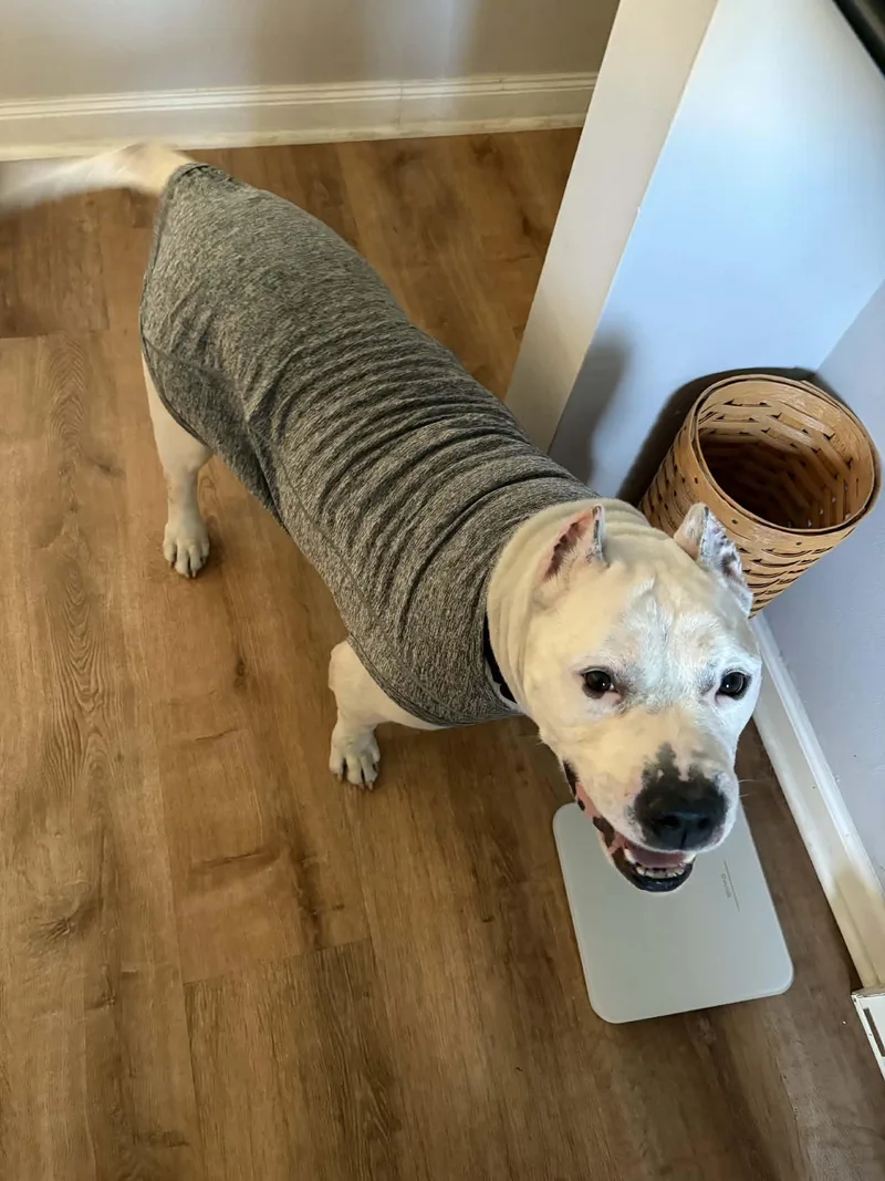 An adult large-sized male Pit Bull Terrier dog named Picasso for adoption in Catasauqua, PA