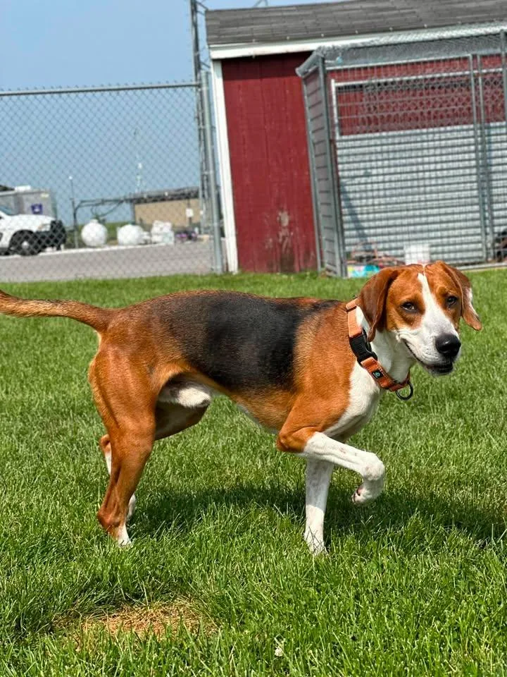 A young medium-sized male Bicolor Hound dog named Banjo for adoption in Morocco, IN