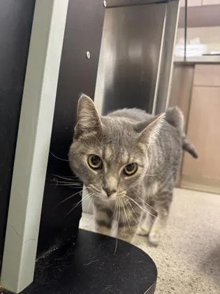 A young medium-sized female Domestic Short Hair cat named Alice for adoption in Fishers, IN