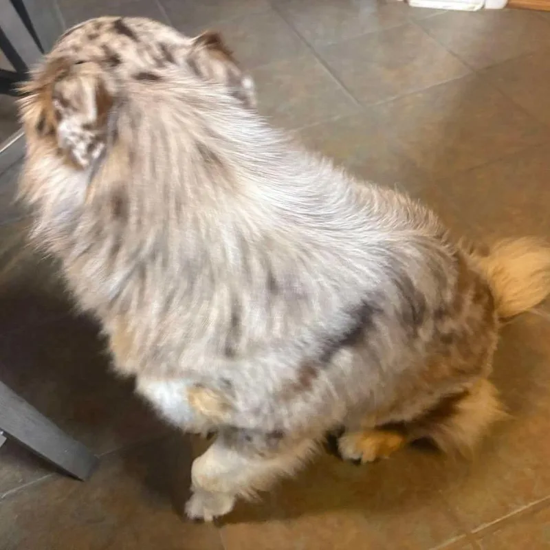 An adult medium-sized male Black Australian Shepherd dog named Louie for adoption in Gulfport, MS