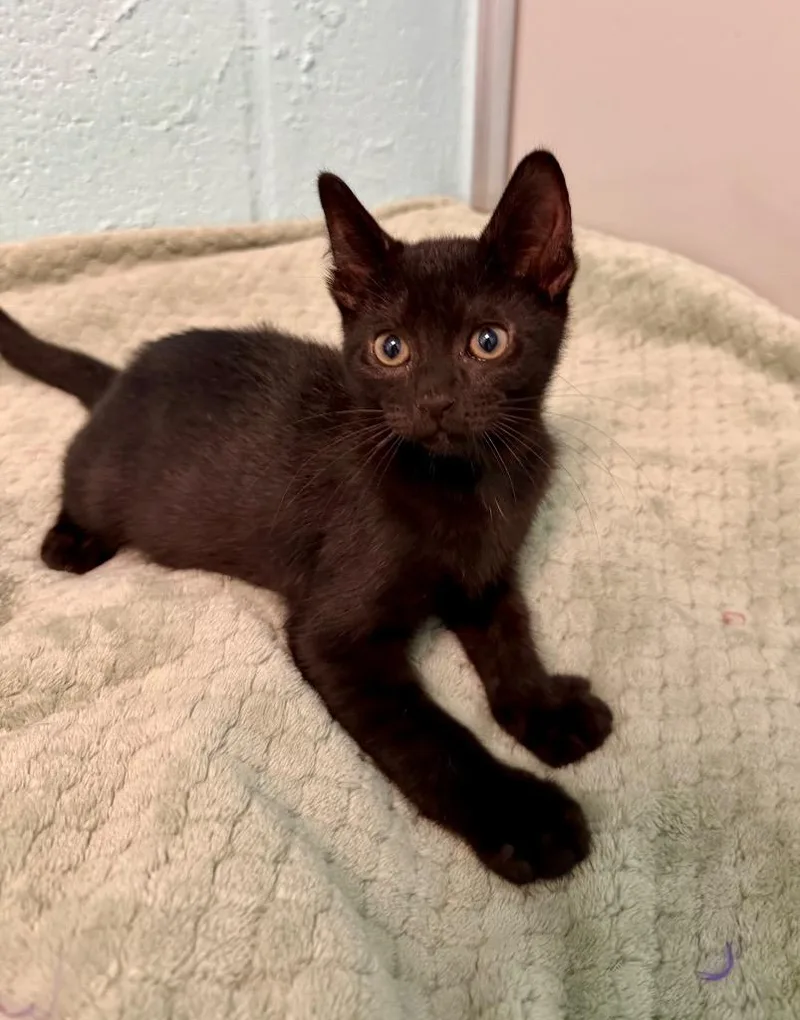 A baby small-sized male Domestic Short Hair cat named Swiss for adoption in Cape Coral, FL