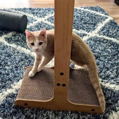 A young small-sized male Orange & White Domestic Short Hair cat named Jax for adoption in Charleston, WV