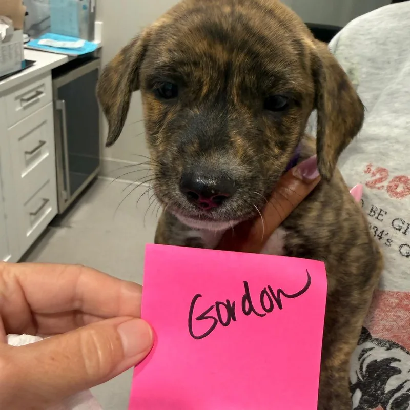 A baby medium-sized male Labrador Retriever dog named Gordon for adoption in Cumming, GA