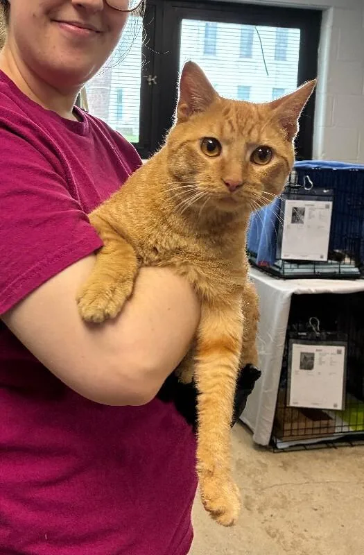 An adult medium-sized male Tabby (Orange / Red) Domestic Short Hair cat named Boo Boo for adoption in Cincinnati, OH