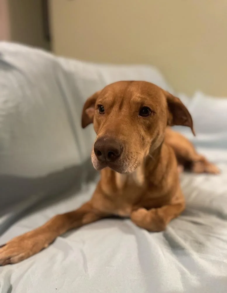 An adult large-sized male Red / Chestnut / Orange Mountain Cur dog named Louie for adoption in Boston, MA