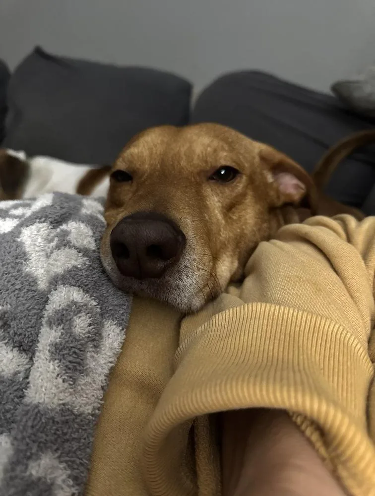 Louie thumbnail 2